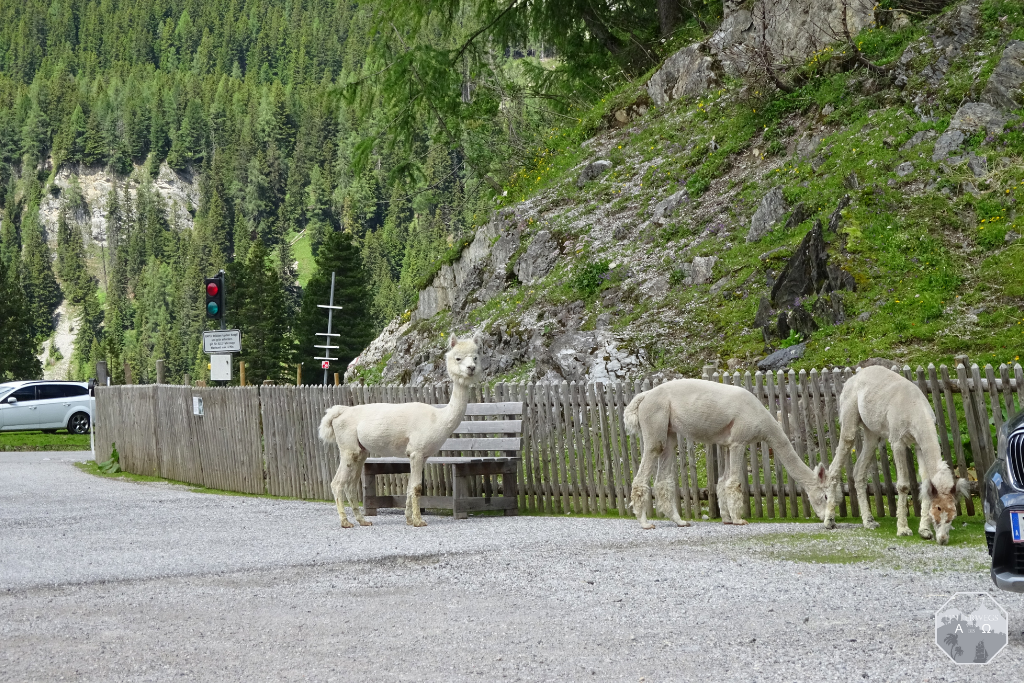 Alpakas an der Felseralm