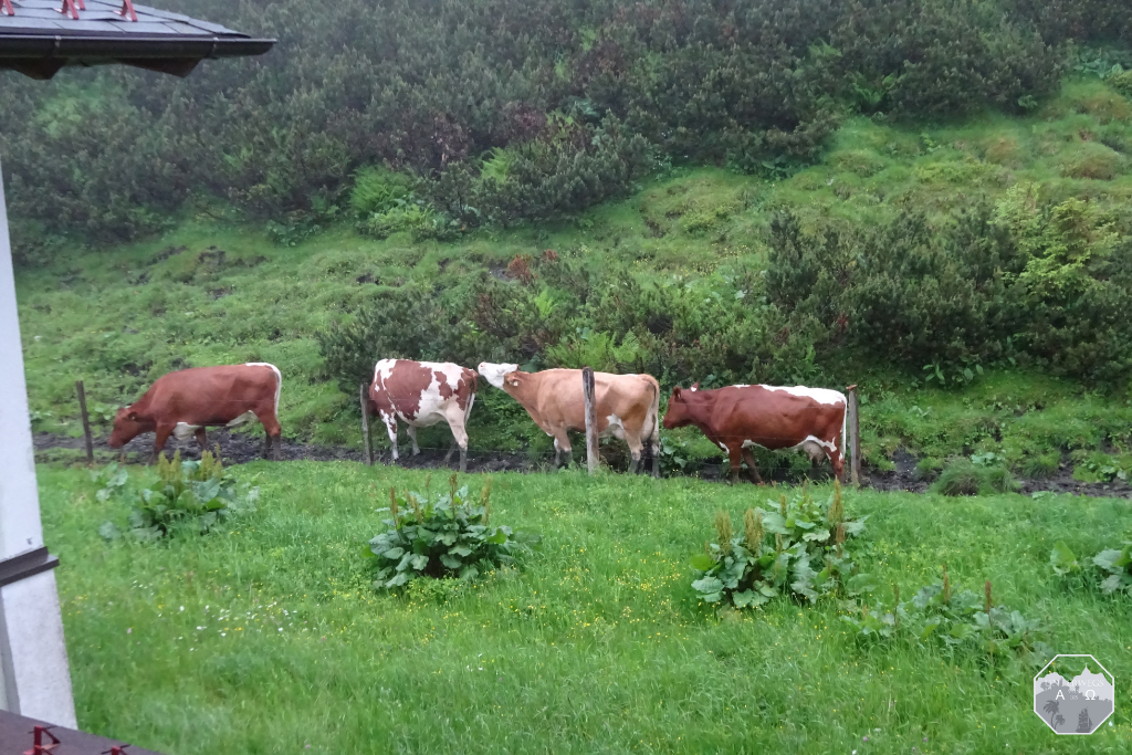 Fleckvieh auf Wanderschaft