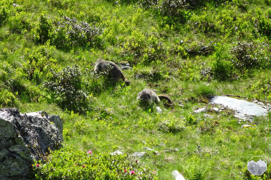 Unbekannte Tierwelt