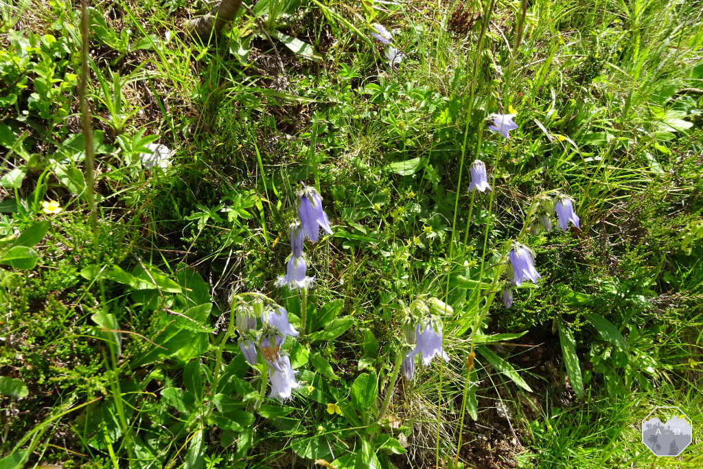 Flora und Fauna