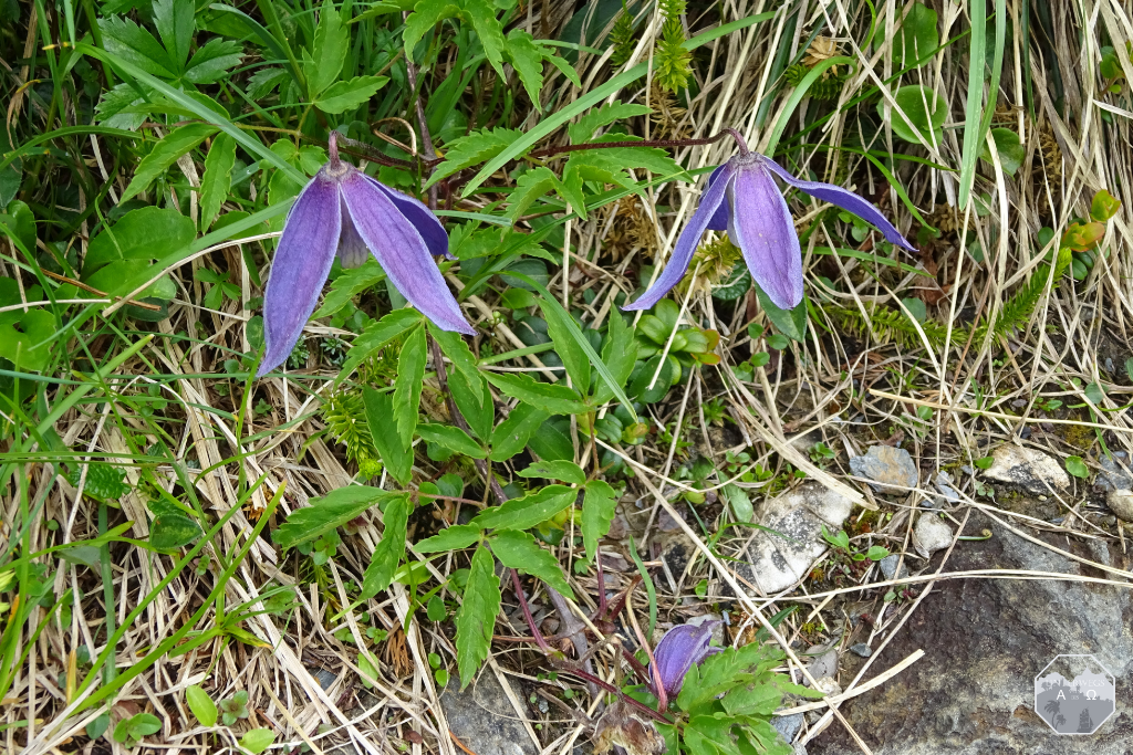 Flora und Fauna