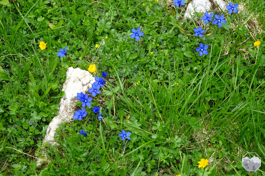 Flora und Fauna