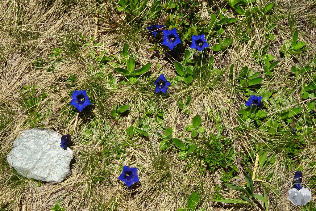 Flora und Fauna