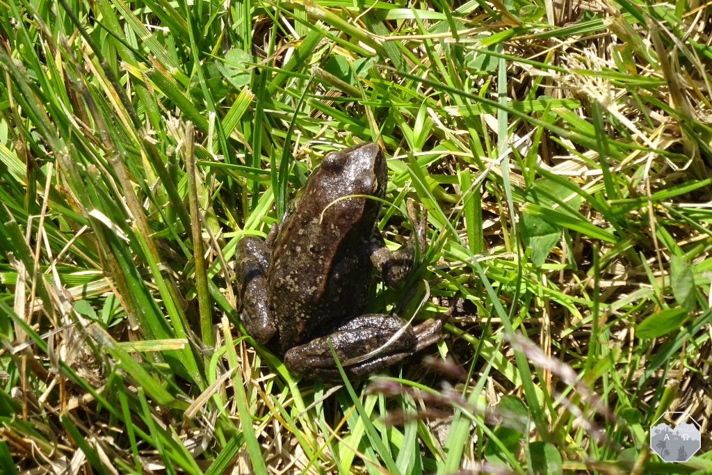 Flora und Fauna
