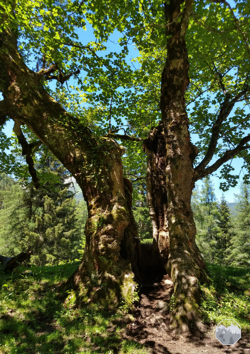 Gespaltener Baum