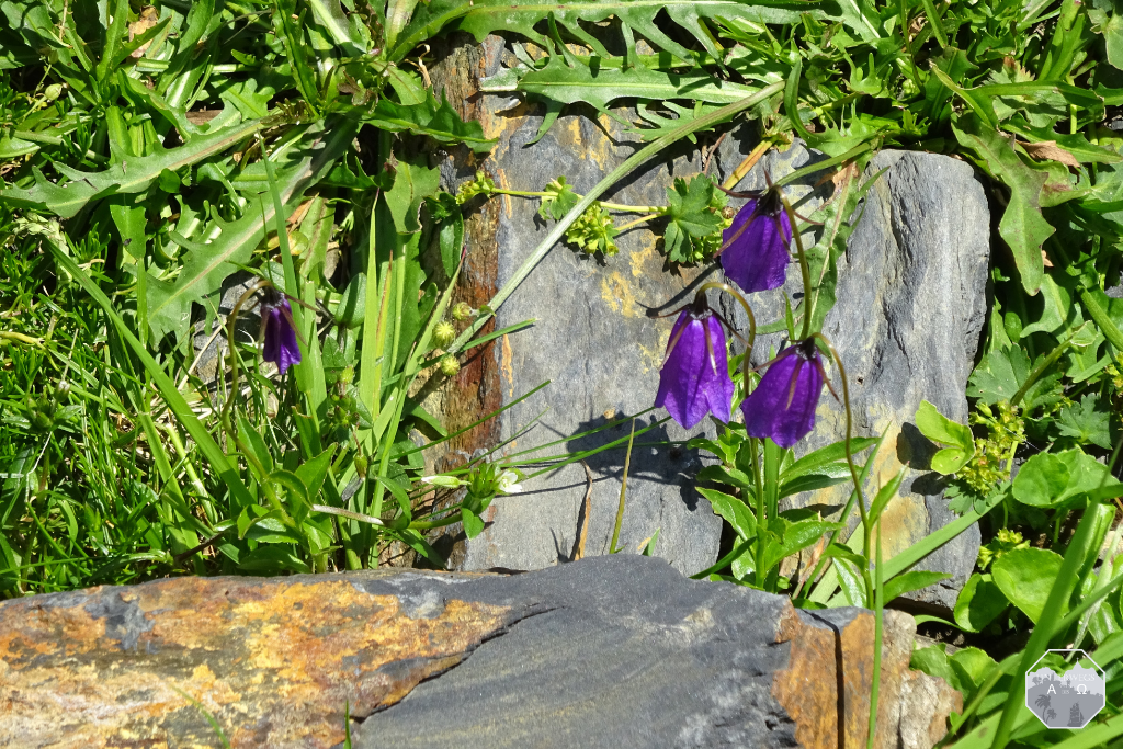 Flora und Fauna