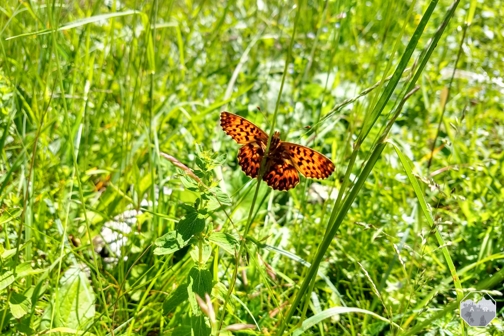 Flora und Fauna