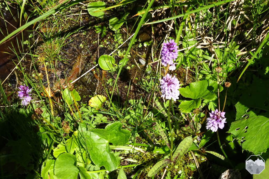 Flora und Fauna