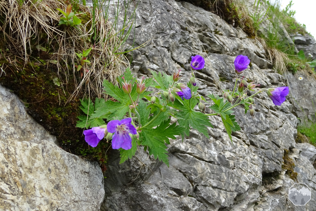 Flora und Fauna