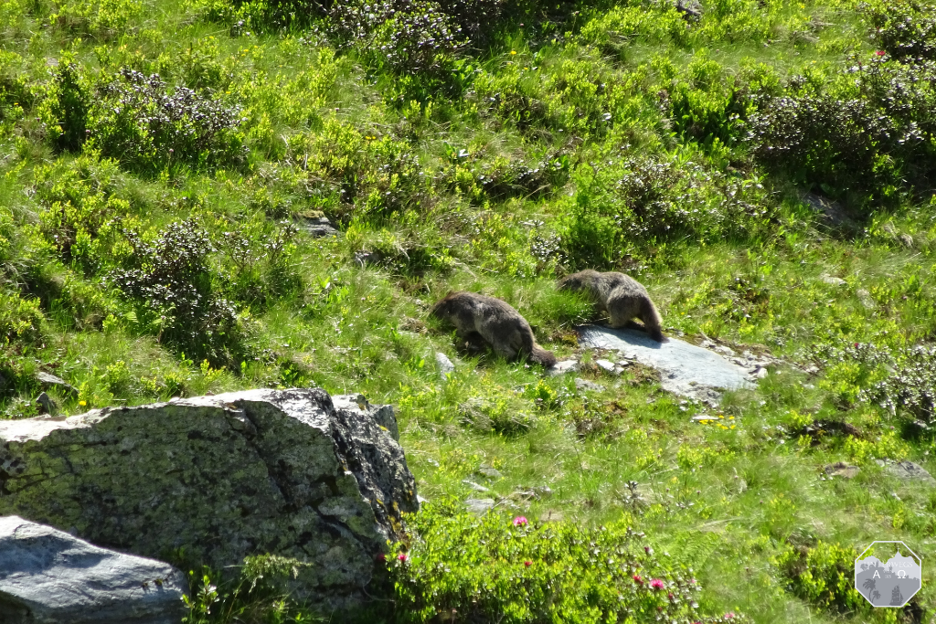 Flora und Fauna