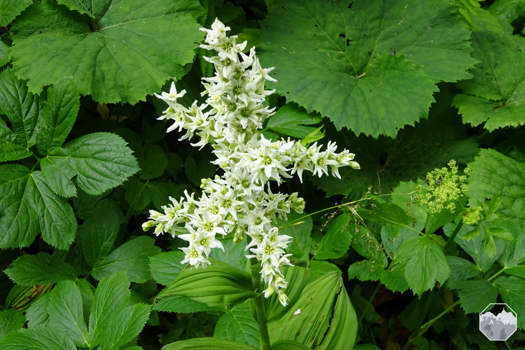 Flora und Fauna