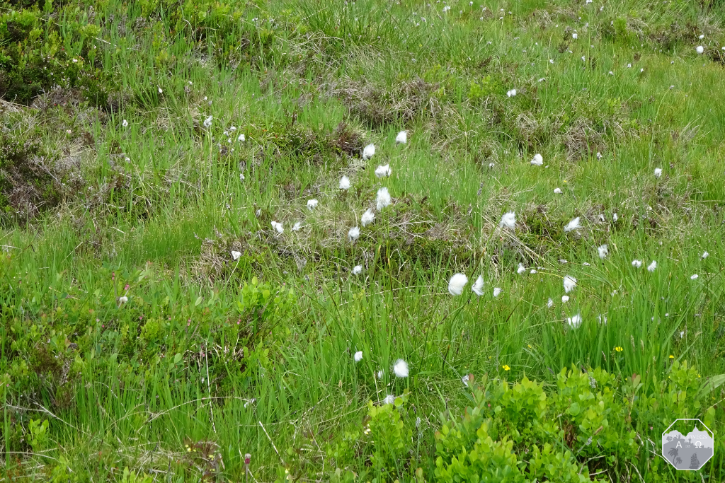 Flora und Fauna